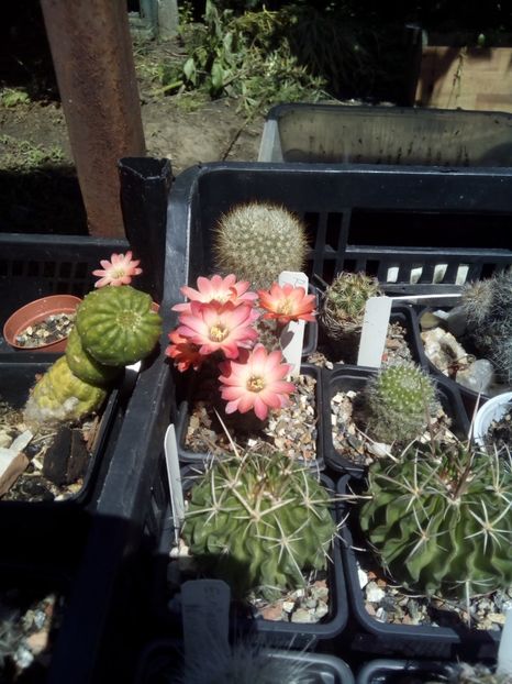  - cactusi