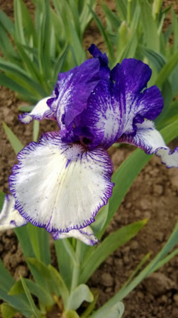 Rare Edition - IRISI OFERTA 2017 II
