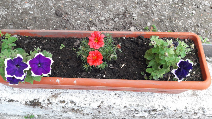  - Flori si gradina