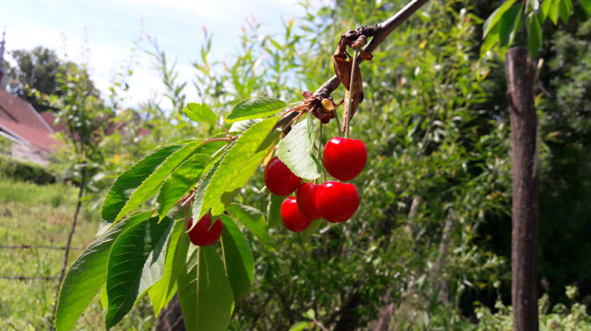 20170602_113515(0) - Flori si gradina