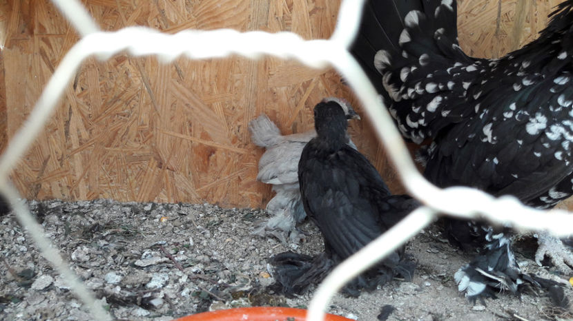  - MII DE FLORI IZABEL MATCA 2016 - 2017