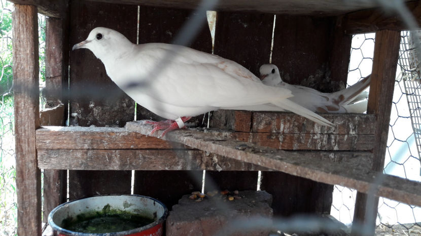  - Turturele razatoare