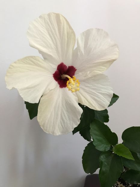 03.06.2017 - Hibiscus 2017