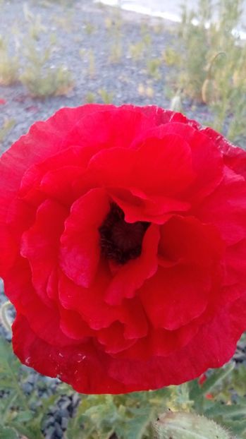 P_20170602_204939_BF - Din gradina mamei