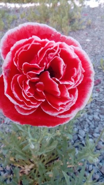 P_20170602_204842_BF - Din gradina mamei