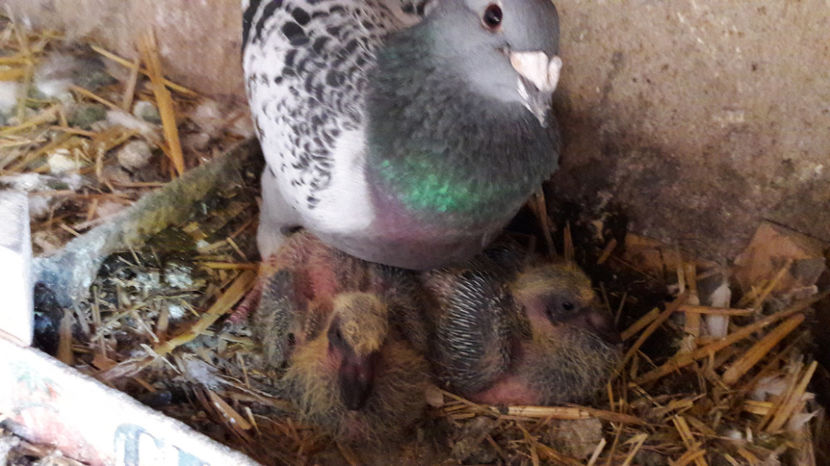  - VRDF azur - rosii si pui 2017