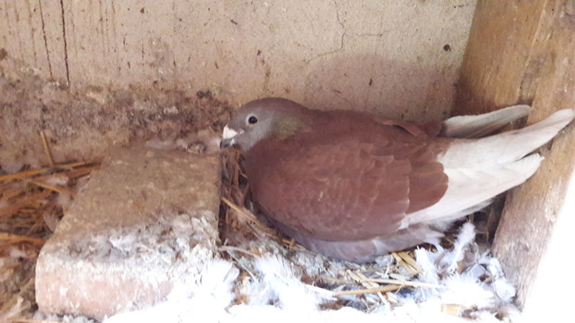  - VRDF azur - rosii si pui 2017