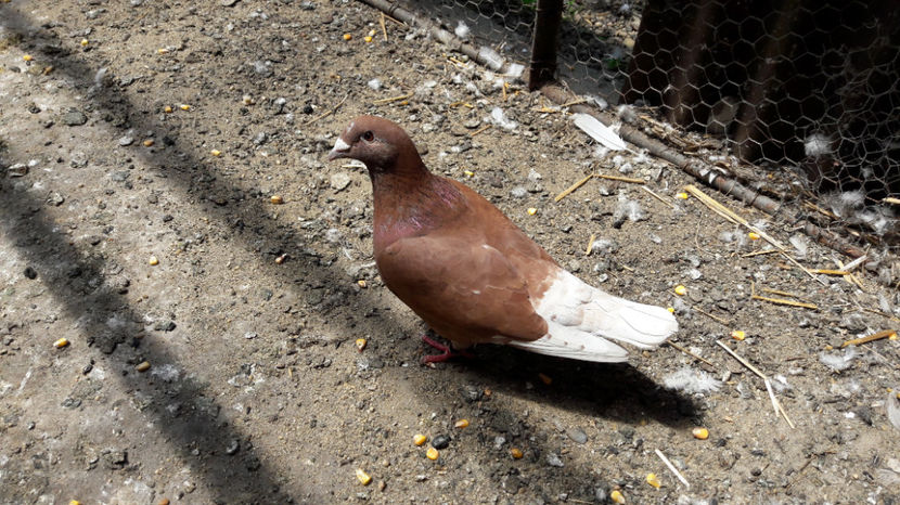  - VRDF azur - rosii si pui 2017