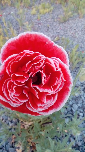 P_20170602_204856_BF - Din gradina mamei