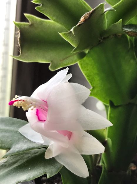  - Schlumbergera 2017