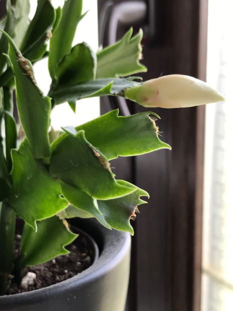  - Schlumbergera 2017