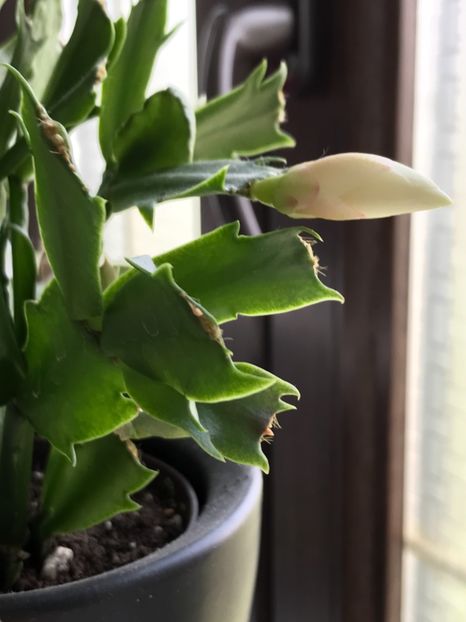  - Schlumbergera 2017