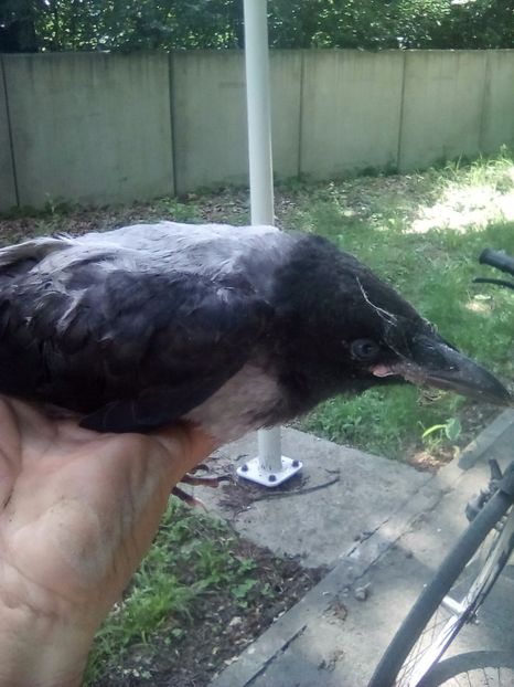  - pasari scapate de la moarte