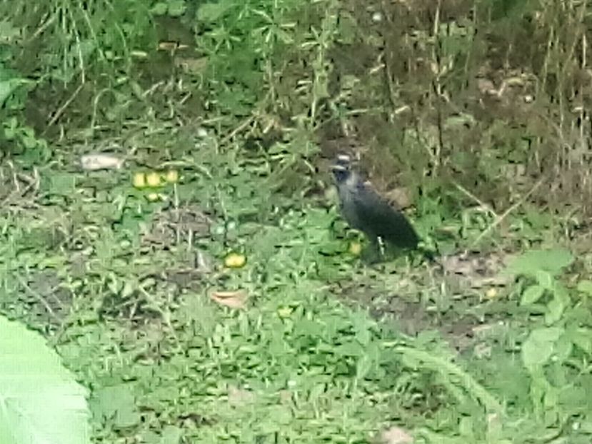  - pasari scapate de la moarte