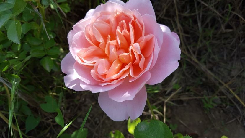  - Delbard - Dames de Chenonceau