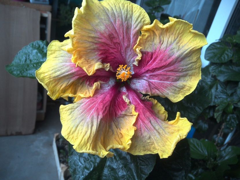 WIN_20170602_190330 - Tahitian Purple Passion