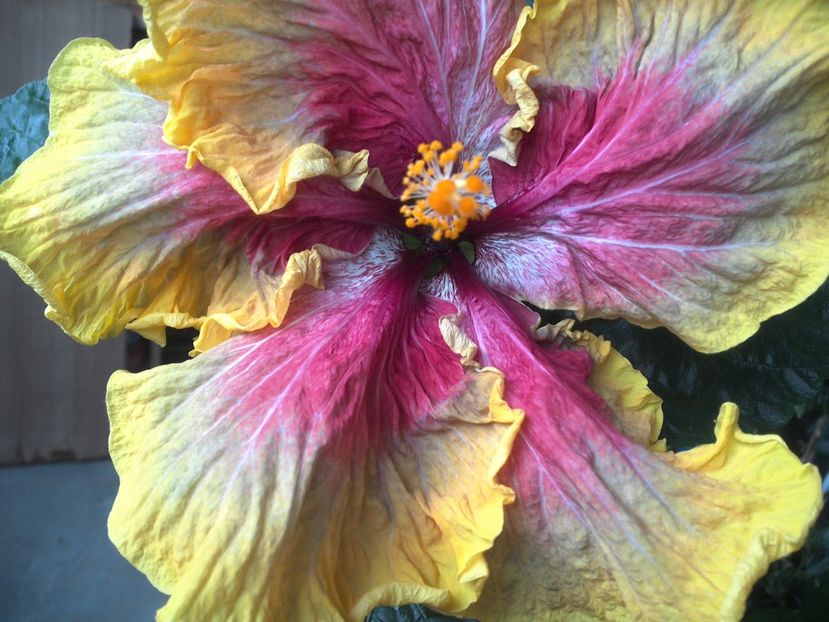 WIN_20170602_190336 - Tahitian Purple Passion