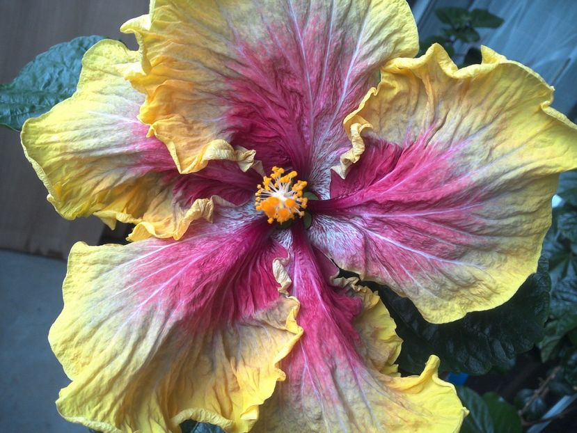 WIN_20170602_190345 - Tahitian Purple Passion