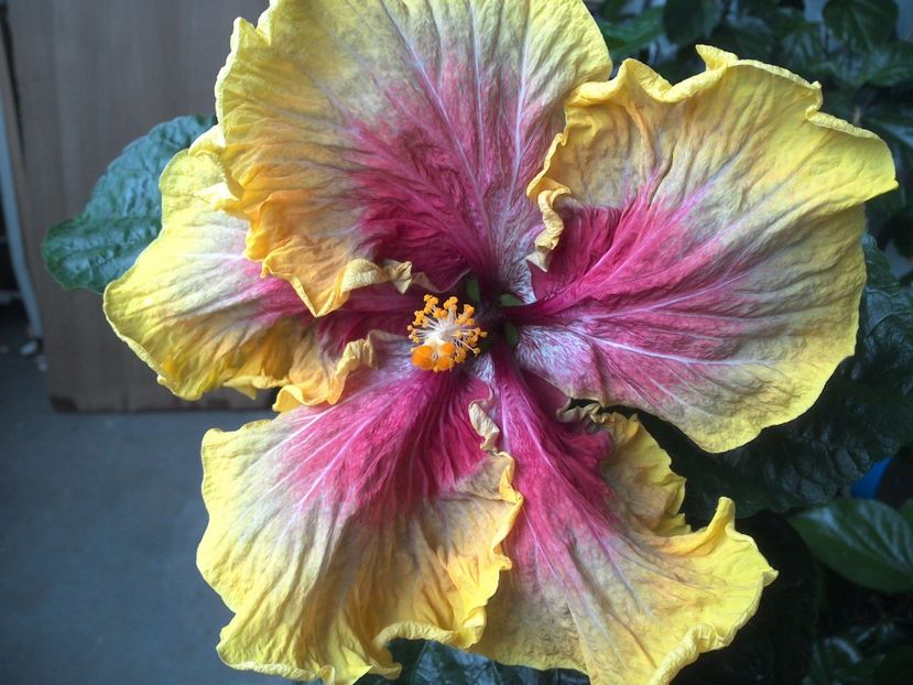 WIN_20170602_190351 - Tahitian Purple Passion