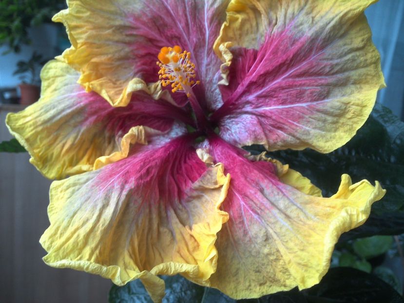 WIN_20170602_190537 - Tahitian Purple Passion