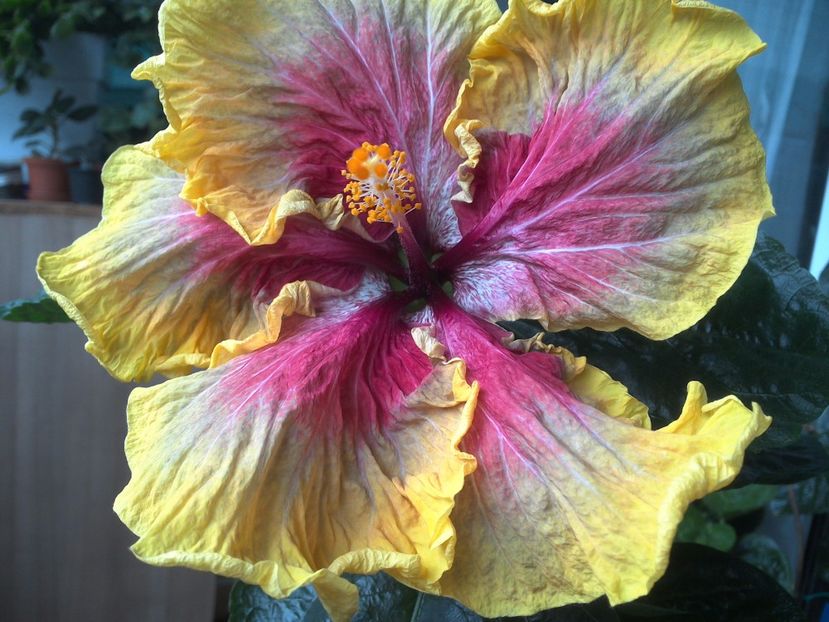 WIN_20170602_190555 - Tahitian Purple Passion