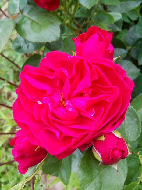 Ascot - A FLORI DIN GRADINA MEA