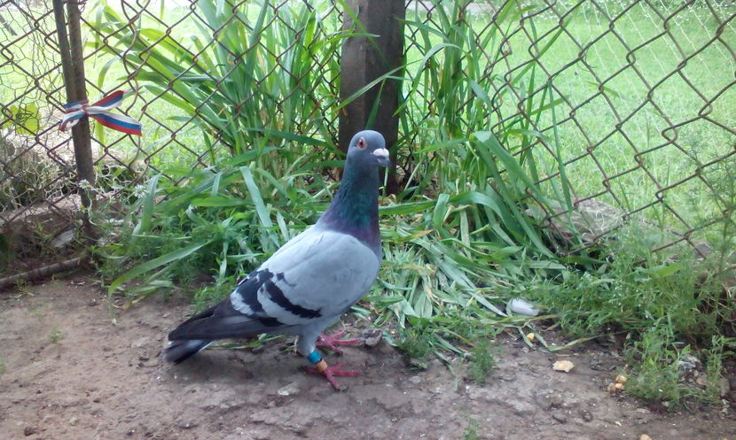  - sarb 2015 de vanzare