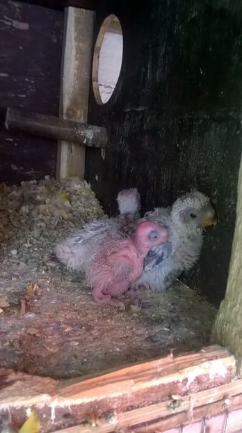  - Pui cantatori inelati 2017