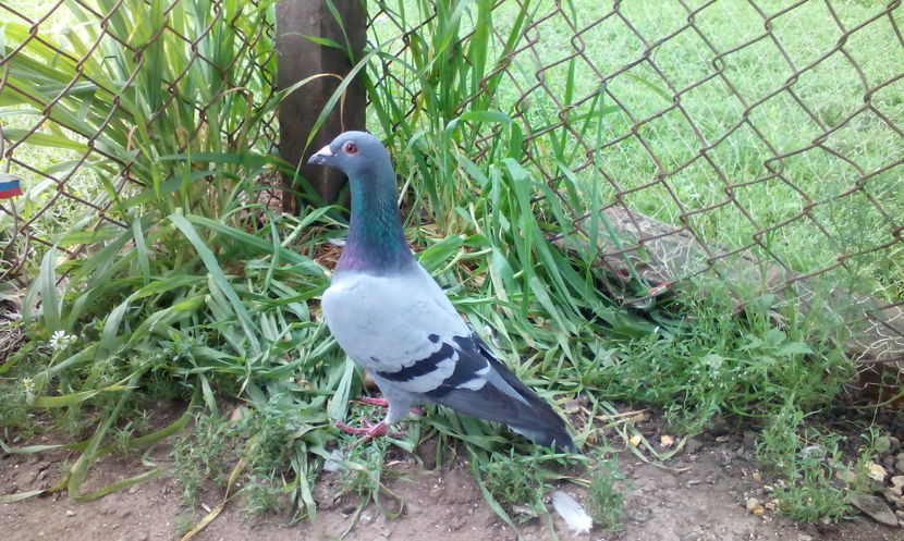  - sarb 2015 de vanzare