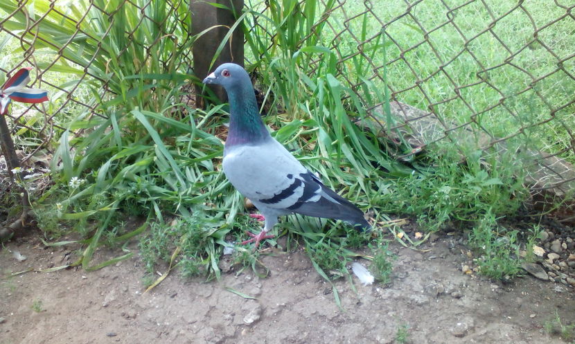  - sarb 2015 de vanzare