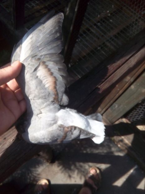  - Pt invidiosi ! Se stiu ei!