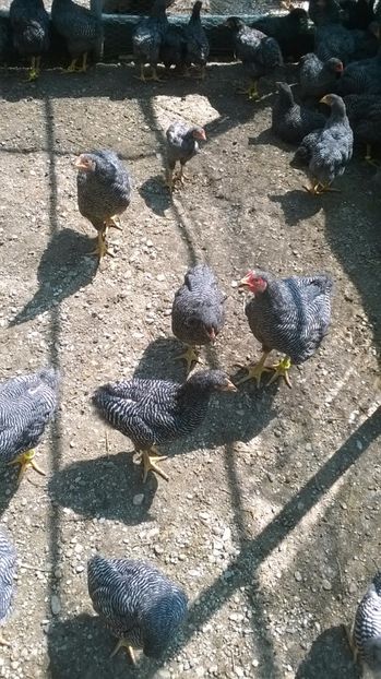 2017-noua generatie 2 - Vindem pui Plymouth rock barat 2017