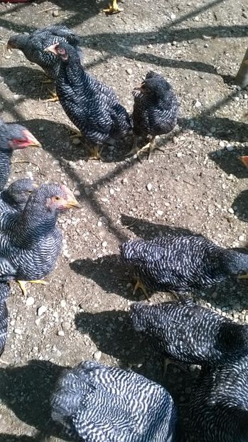 2017-noua generatie 11 - Vindem pui Plymouth rock barat 2017