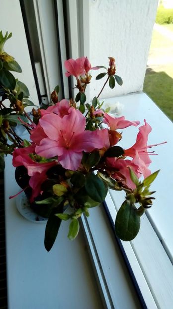 P_20170409_141651_1_NT_p - Din gradina mamei