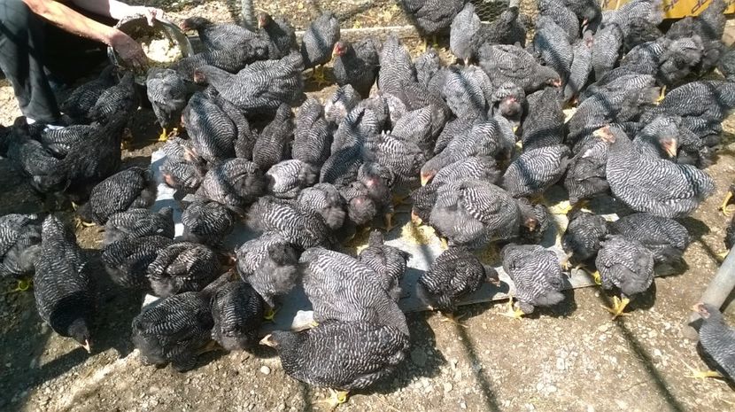 2017-noua generatie 23 - Vindem pui Plymouth rock barat 2017