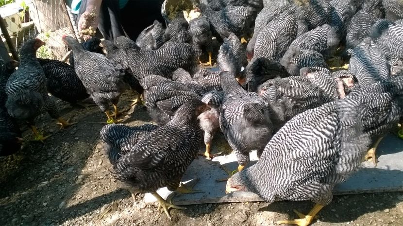 2017-noua generatie 26 - Vindem pui Plymouth rock barat 2017