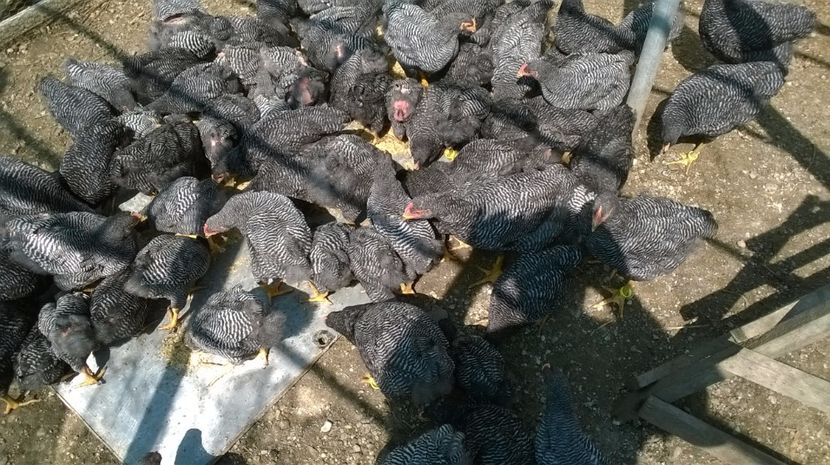 2017-noua generatie 31 - Vindem pui Plymouth rock barat 2017