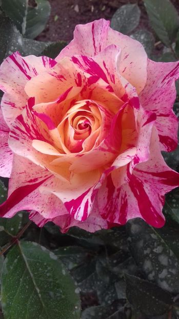  - Trandafiri-2 anul 2017