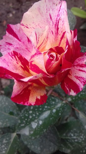  - Trandafiri-2 anul 2017