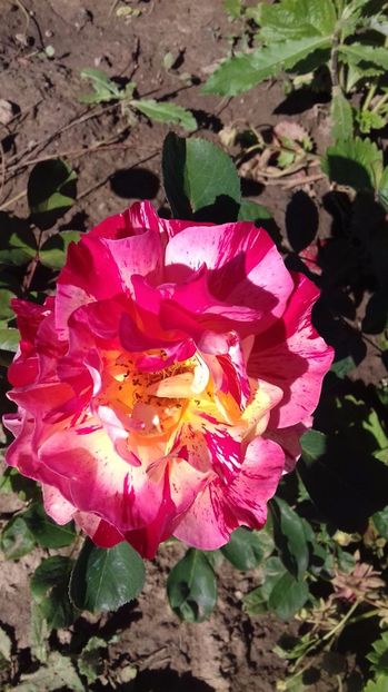  - Trandafiri-1 anul 2017