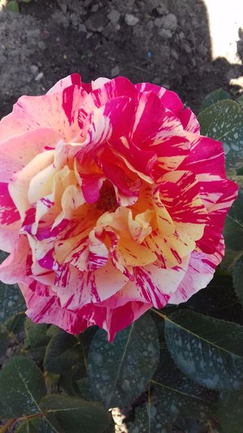  - Trandafiri-2 anul 2017