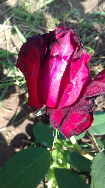  - Trandafiri-1 anul 2017