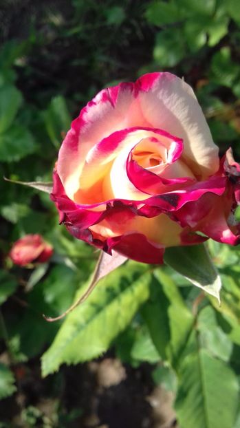  - Trandafiri-2 anul 2017