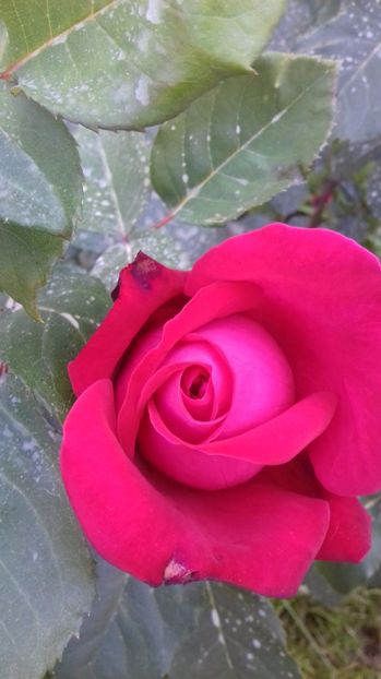  - Trandafiri-1 anul 2017