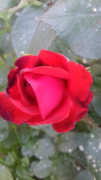  - Trandafiri-1 anul 2017