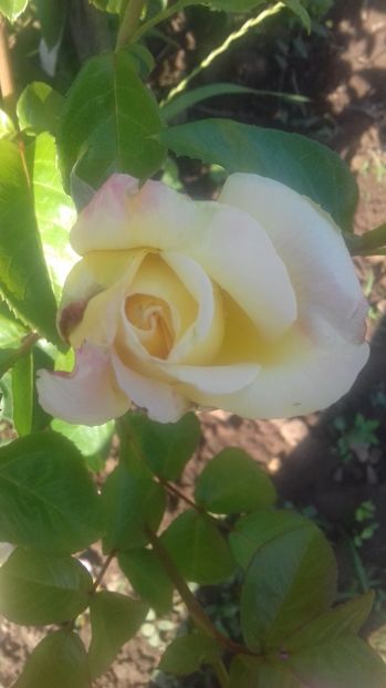  - Trandafiri-2 anul 2017