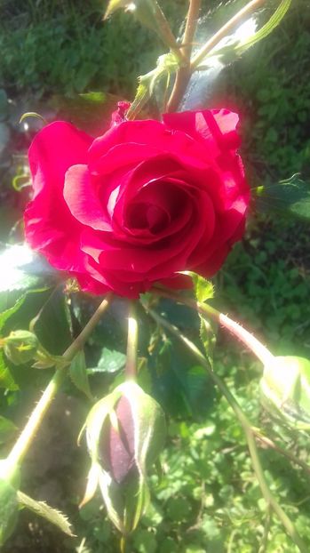  - Trandafiri-1 anul 2017