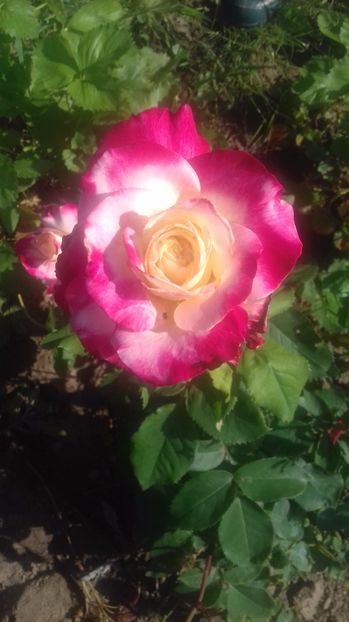  - Trandafiri-1 anul 2017