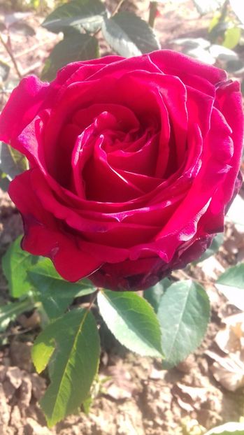  - Trandafiri-1 anul 2017