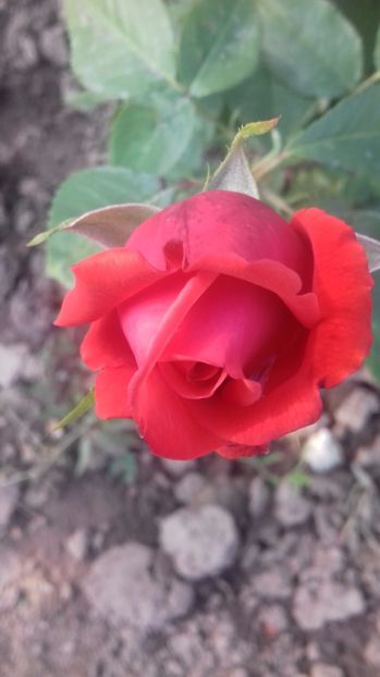  - Trandafiri-1 anul 2017